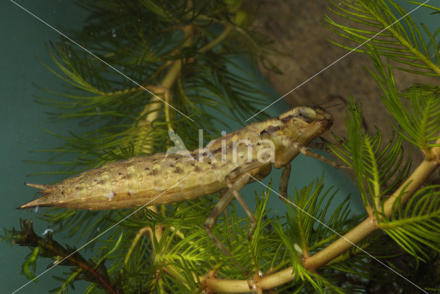 Hawker (Aeshna sp.)