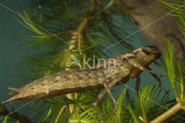 Hawker (Aeshna sp.)