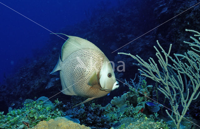 Grey angelfish (Pomacanthus arcuatus)