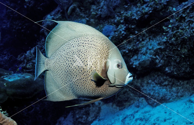 Grey angelfish (Pomacanthus arcuatus)