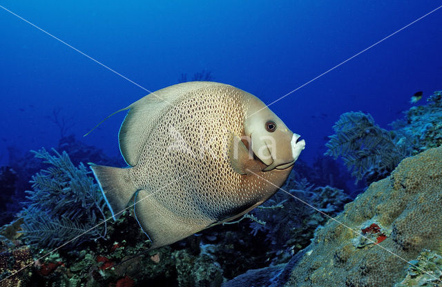 Grijze keizervis (Pomacanthus arcuatus)