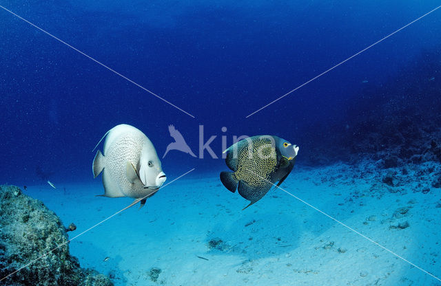 Grey angelfish (Pomacanthus arcuatus)