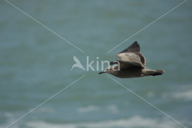 Grijze meeuw (Larus modestus)