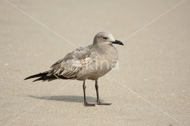 Grijze meeuw (Larus modestus)