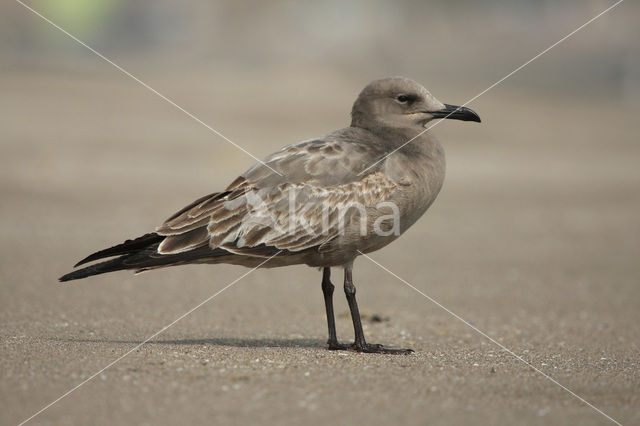 Grijze meeuw (Larus modestus)