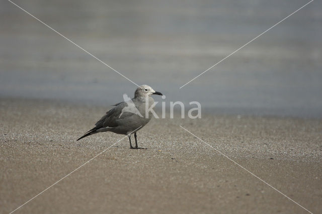 Grijze meeuw (Larus modestus)