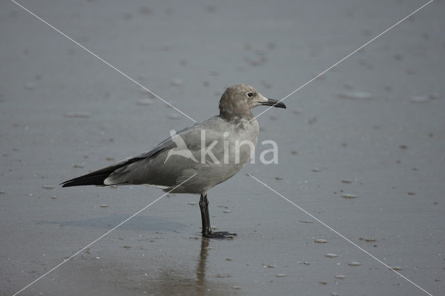 Grey Gull (Larus modestus)