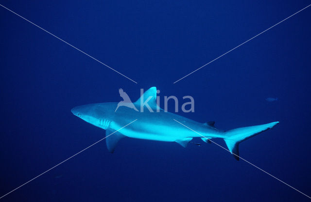 Grijze Rifhaai (Carcharhinus amblyrhynchos)