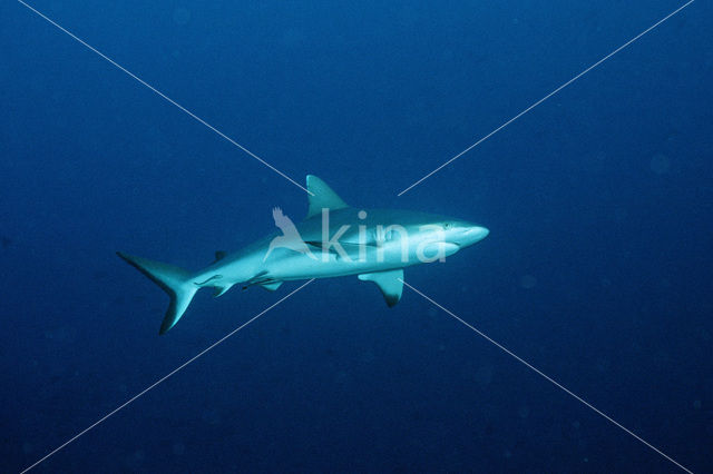 Gray Reef Shark (Carcharhinus amblyrhynchos)