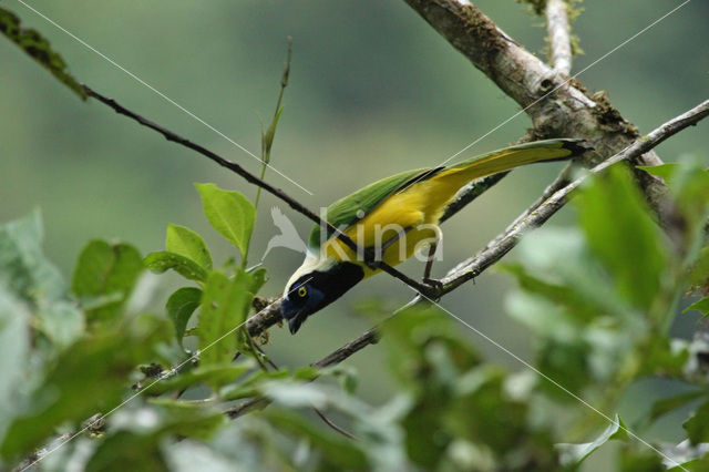 Groene Gaai (Cyanocorax yncas)