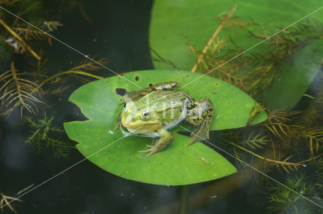 Groene kikker (Rana esculenta)