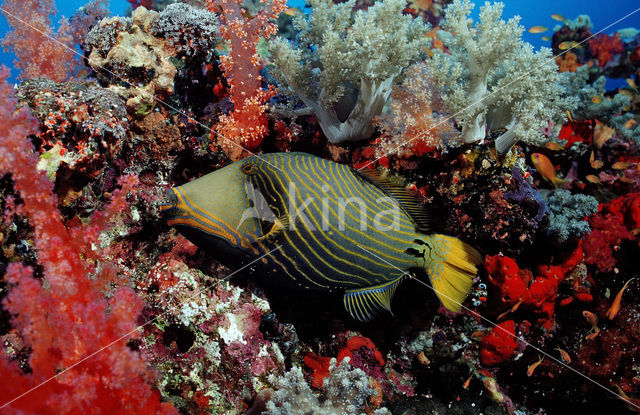 Orange-lined triggerfish (Balistapus undulatus)