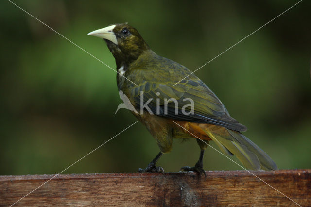 Groensnaveloropendola (Psarocolius atrovirens)