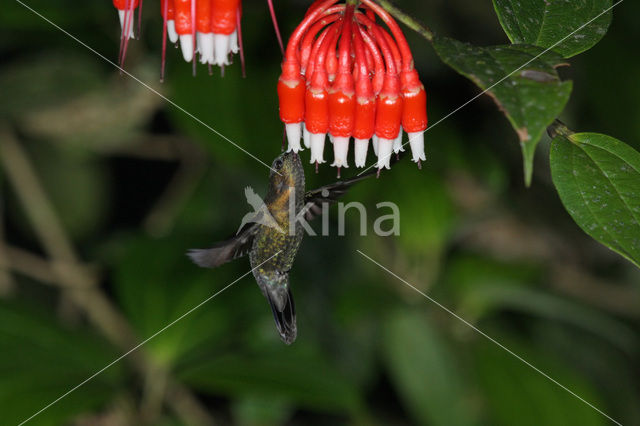 Groenvoorhoofdlancetkolibrie (Doryfera ludovicae)