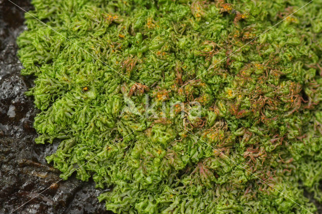 Pitted Frillwort (Fossombronia foveolata)