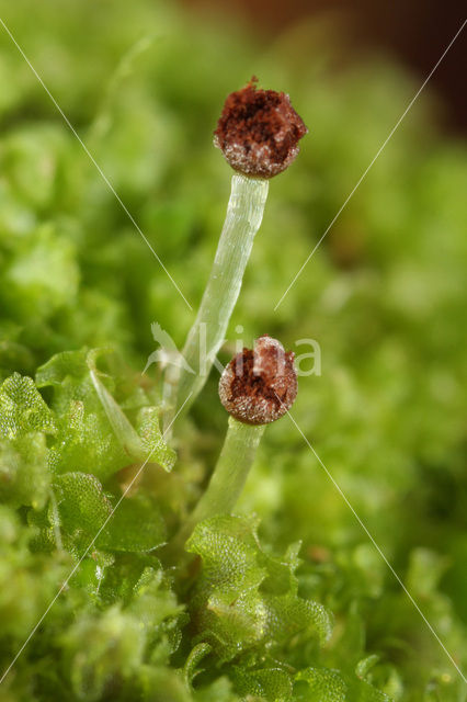 Grof goudkorrelmos (Fossombronia foveolata)