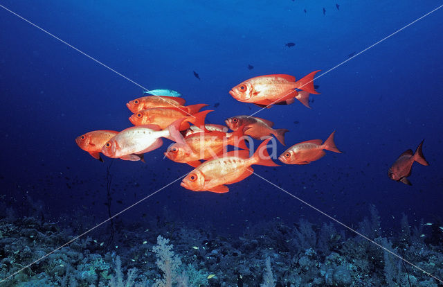 Cressent-tail bigeye (Priacanthus hamrur)