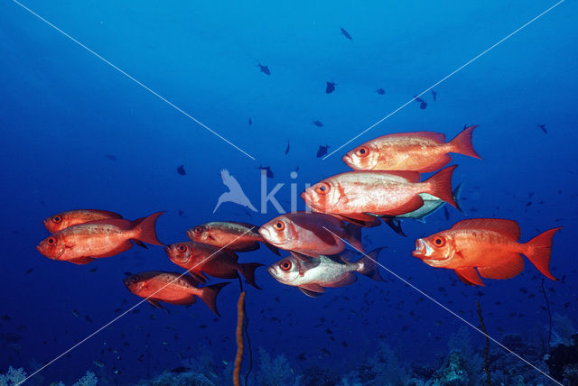 Cressent-tail bigeye (Priacanthus hamrur)