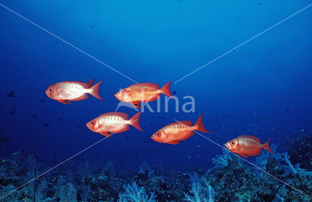 Cressent-tail bigeye (Priacanthus hamrur)