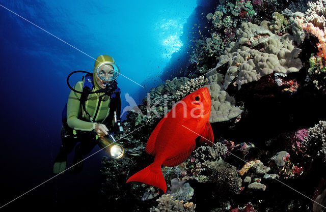 Cressent-tail bigeye (Priacanthus hamrur)