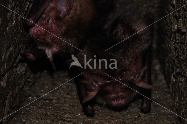 brown big-eared bat (Plecotus auritus)