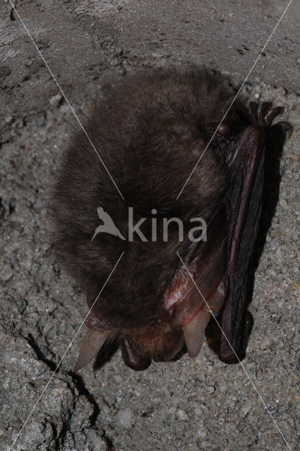 brown big-eared bat (Plecotus auritus)