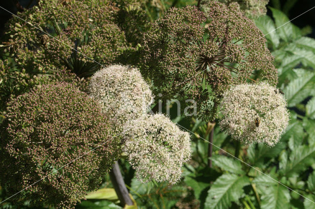 Grote engelwortel (Angelica archangelica)