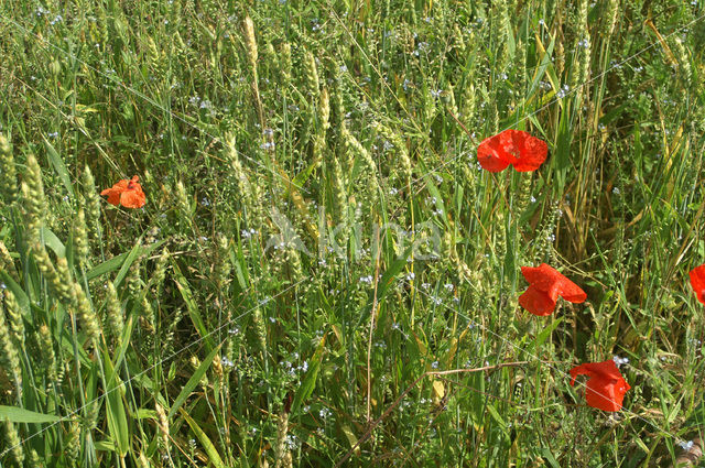 Grote klaproos (Papaver rhoeas)