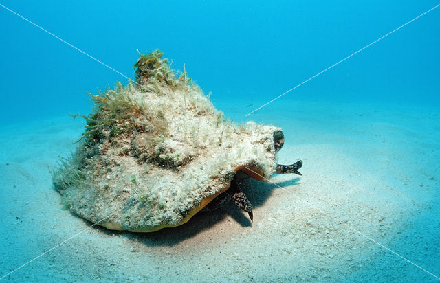 pink conch