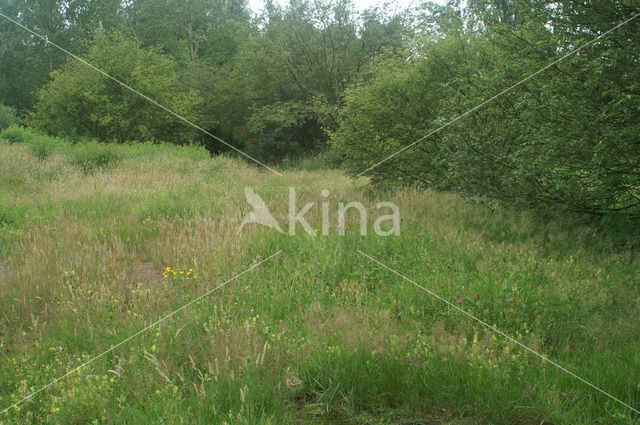 Greater Yellow-rattle (Rhinanthus angustifolius)