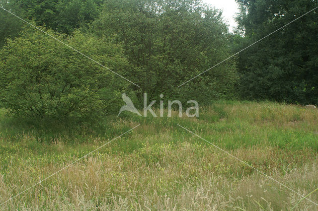 Greater Yellow-rattle (Rhinanthus angustifolius)