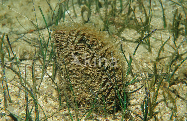 Noble pen shell (Pinna nobilis)