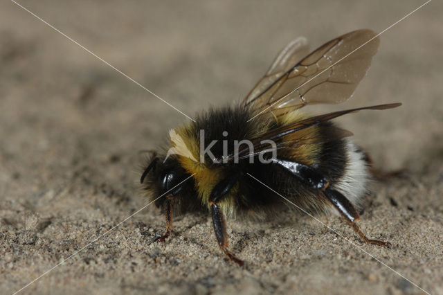 Grote veldhommel (Bombus magnus)