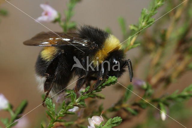 Grote veldhommel (Bombus magnus)