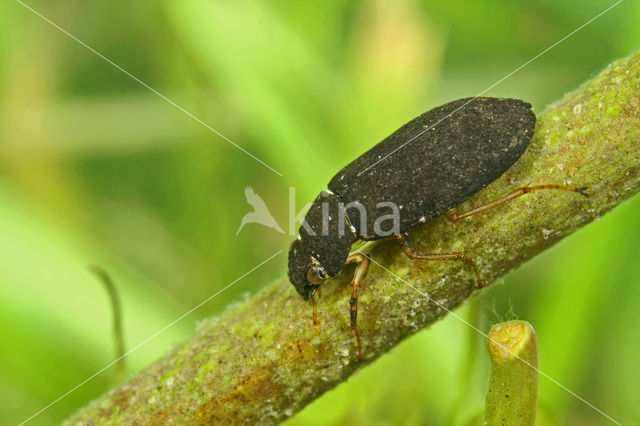 Grote weerschijntreder (Helophorus grandis)