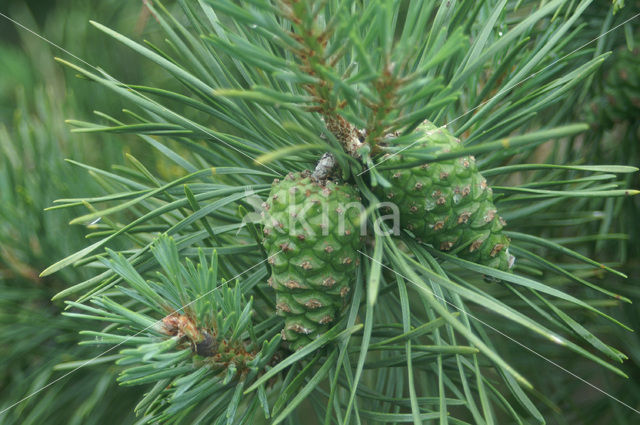 Grove den (Pinus sylvestris)