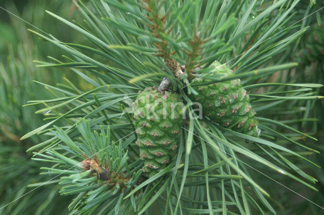 Scots Pine (Pinus sylvestris)