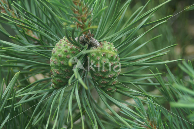 Scots Pine (Pinus sylvestris)