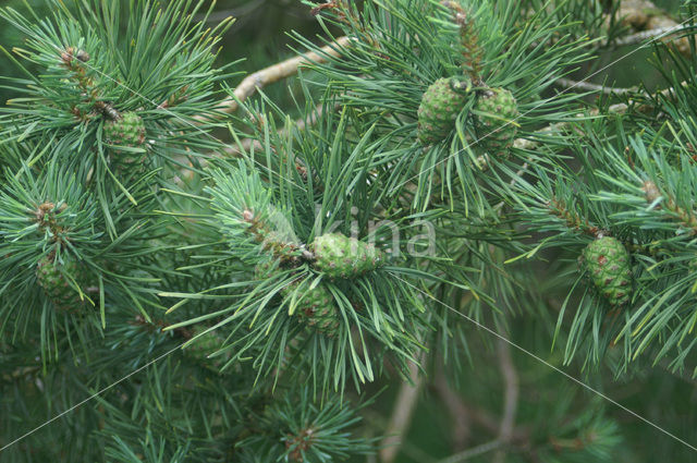 Scots Pine (Pinus sylvestris)