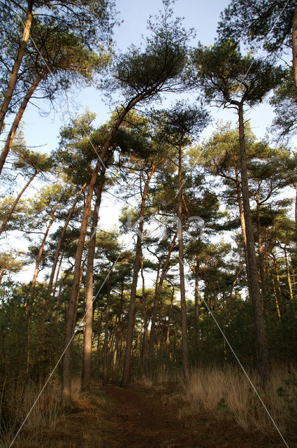 Scots Pine (Pinus sylvestris)