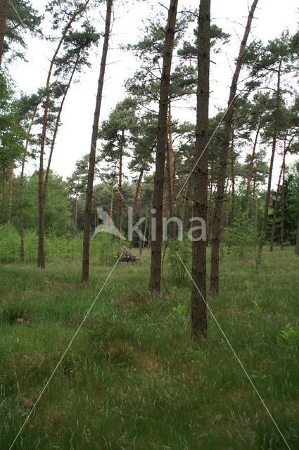 Grove den (Pinus sylvestris)