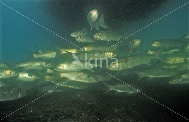 White Mullet (Mugil curema)