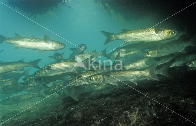 White Mullet (Mugil curema)