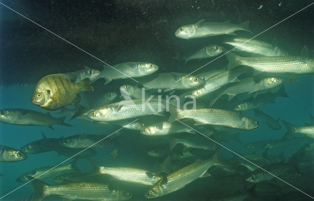 White Mullet (Mugil curema)