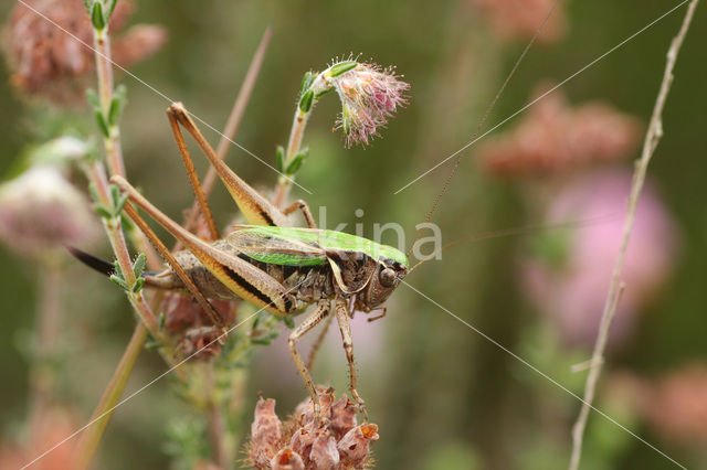 Bog Bush-cricket (Metrioptera brachyptera)