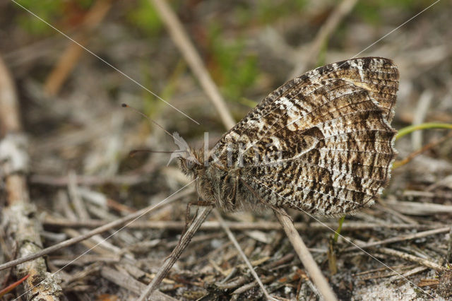 Heivlinder (Hipparchia semele)