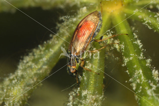 Helophorus minutus