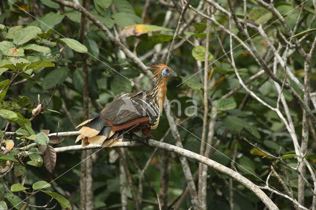 Hoatzin (Opisthocomus hoazin)