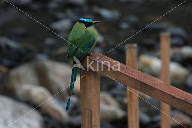 Hooglandmotmot (Momotus aequatorialis)