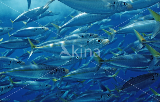 Scad (Decapterus sp.)